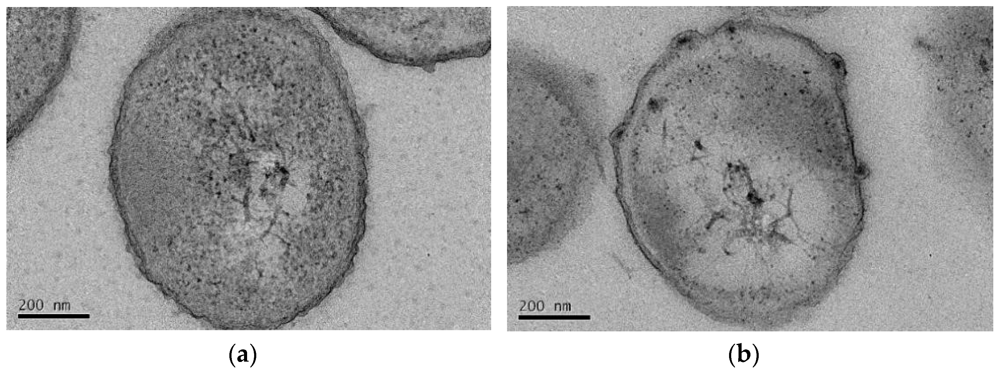 Applsci 14 02857 g005a