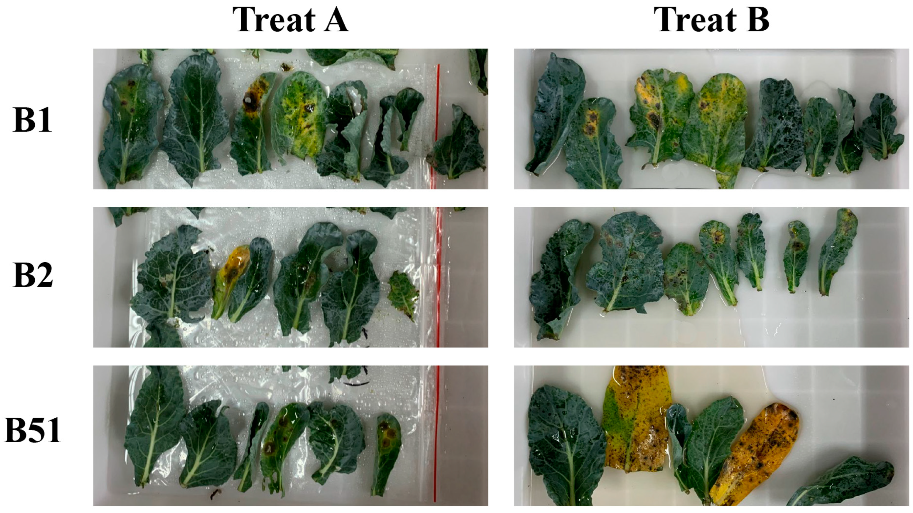 Applsci 14 02883 g002