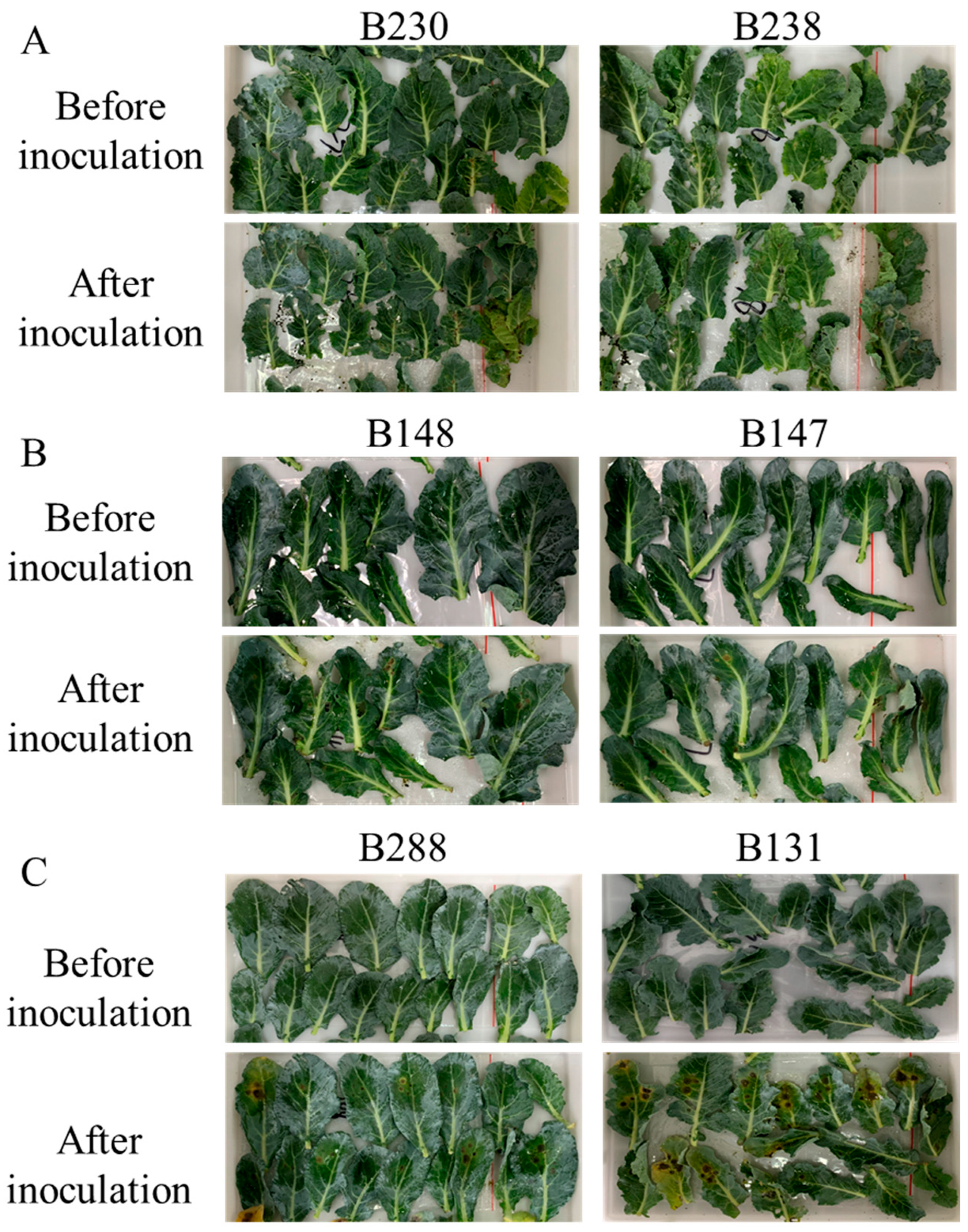 Applsci 14 02883 g004