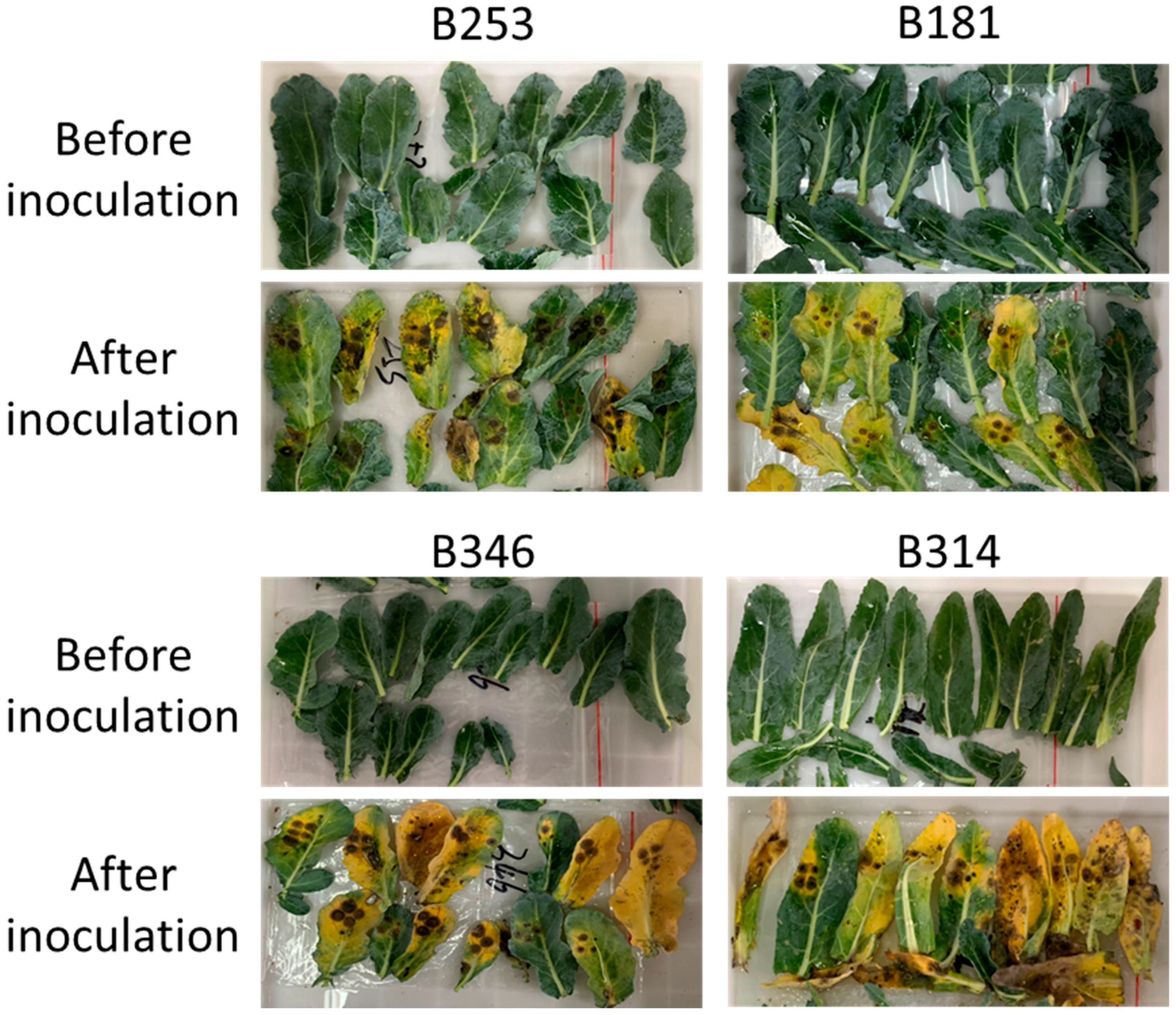 Applsci 14 02883 g005