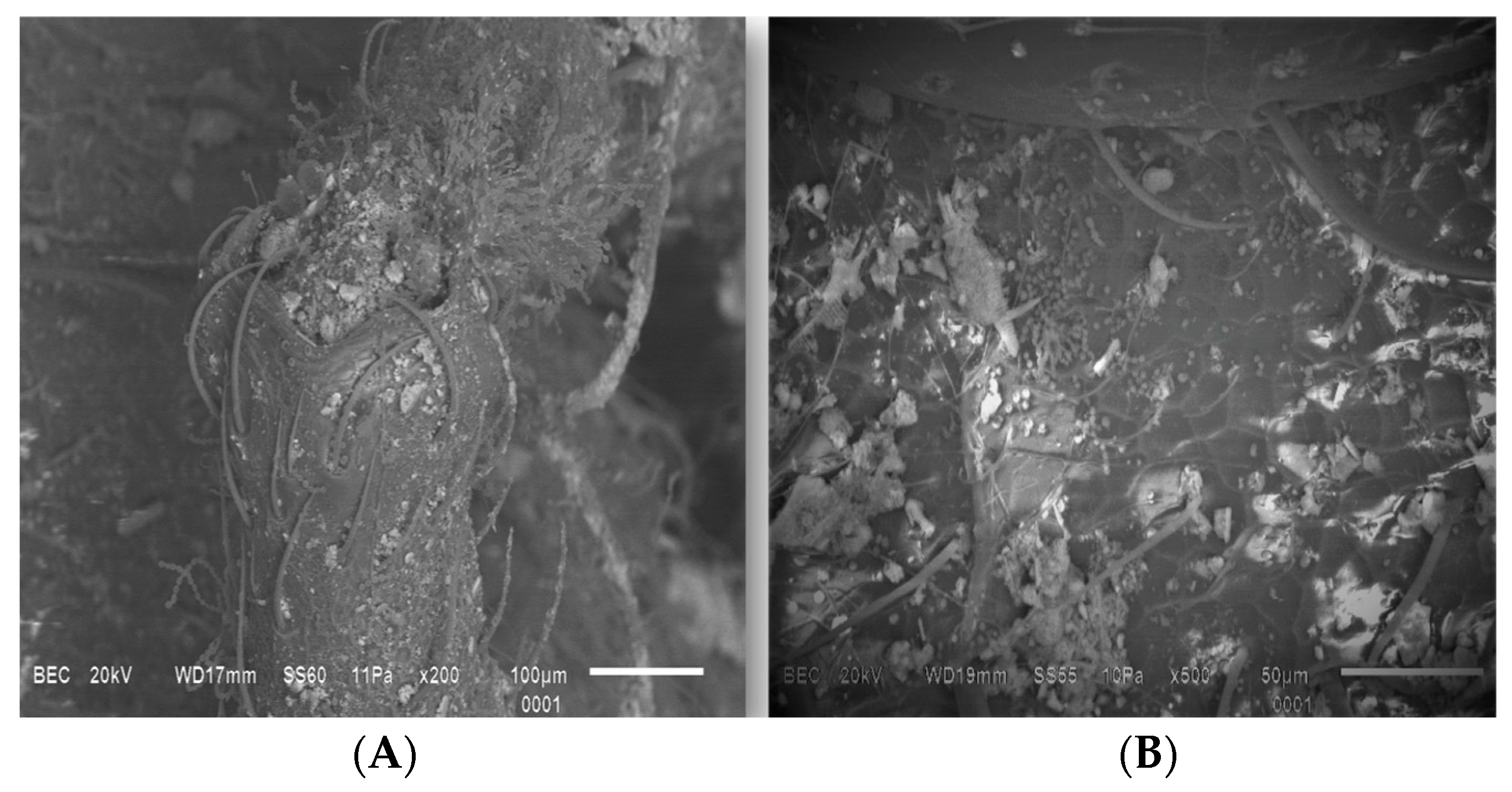 Applsci 14 03039 g003