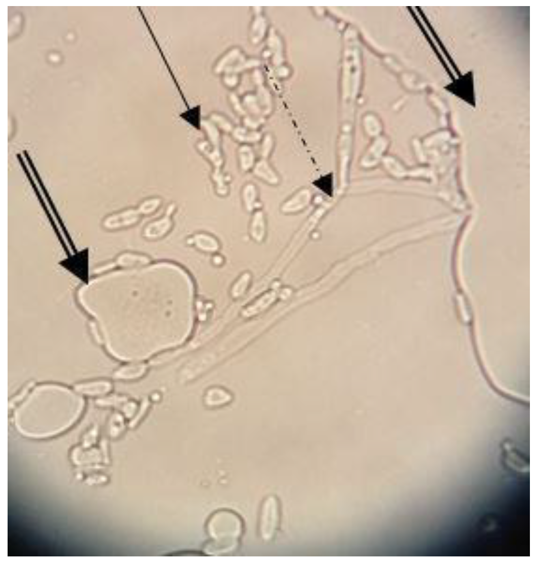 Applsci 14 03048 g001