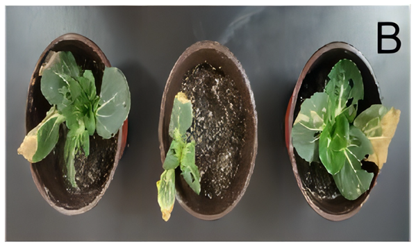 Applsci 14 03111 i002