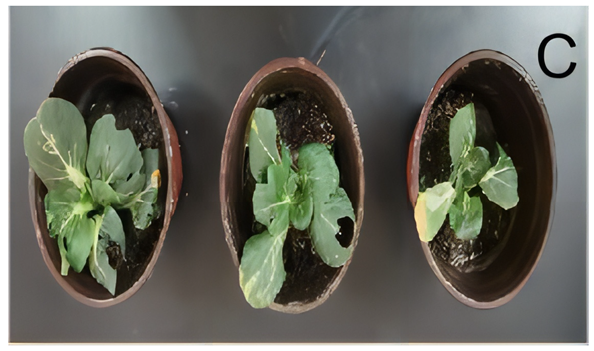 Applsci 14 03111 i003