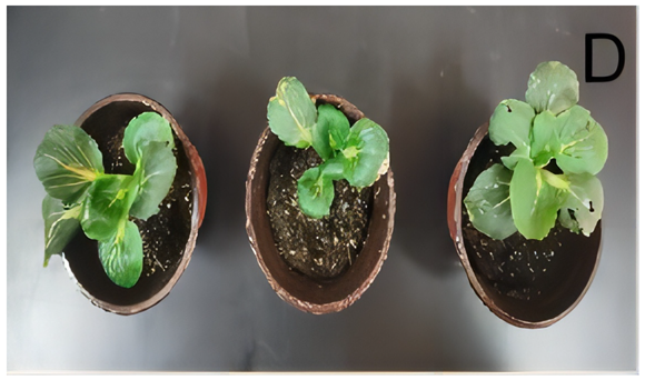 Applsci 14 03111 i004