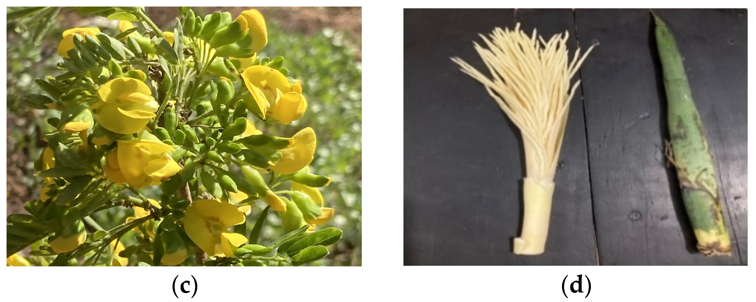 Applsci 14 03136 g001b Applsci 14 03136 g001b