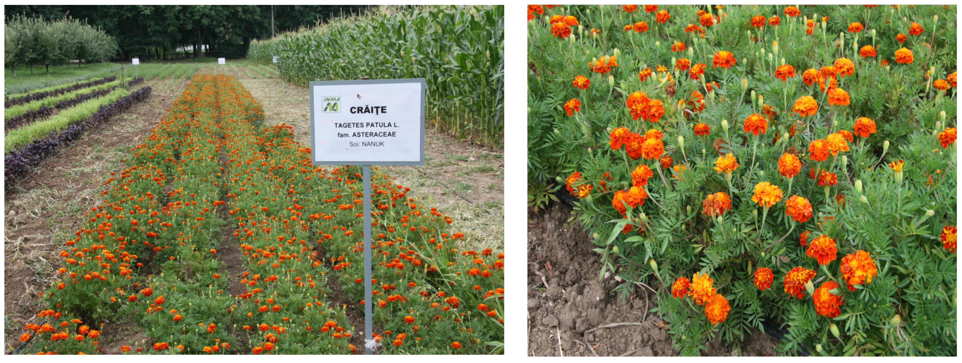 Applsci 14 03159 g001