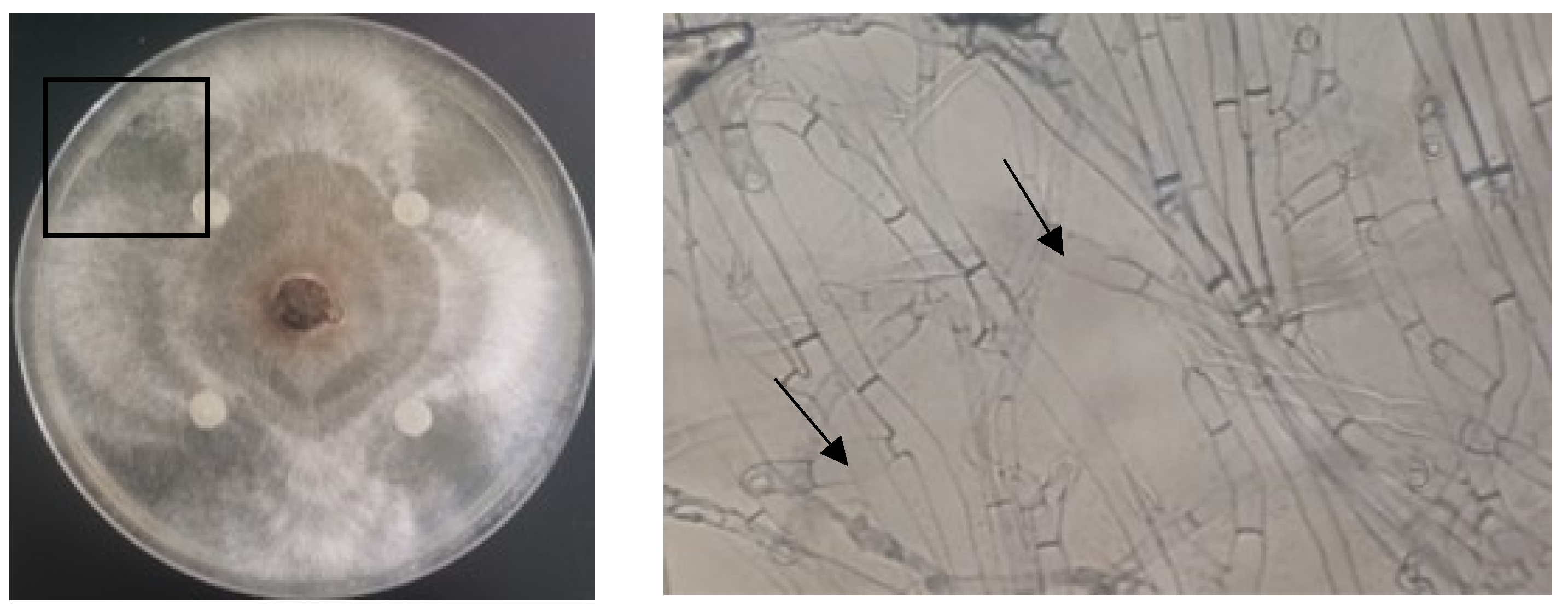 Applsci 14 03159 g006