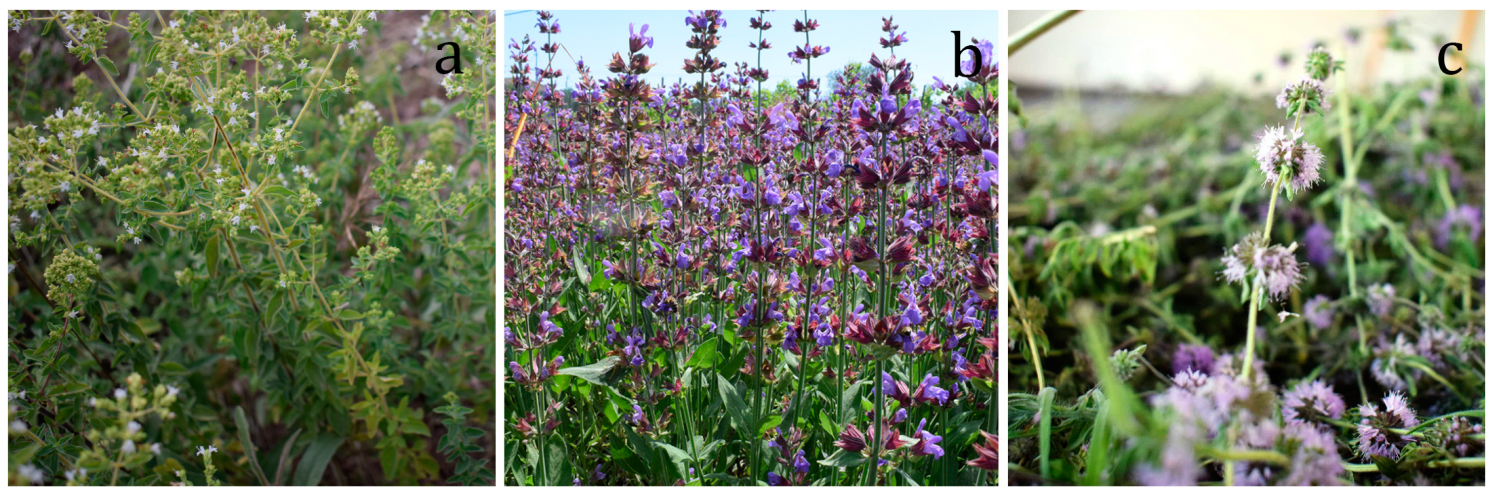 Applsci 14 03238 g001