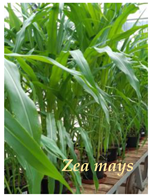 Applsci 14 03591 i004