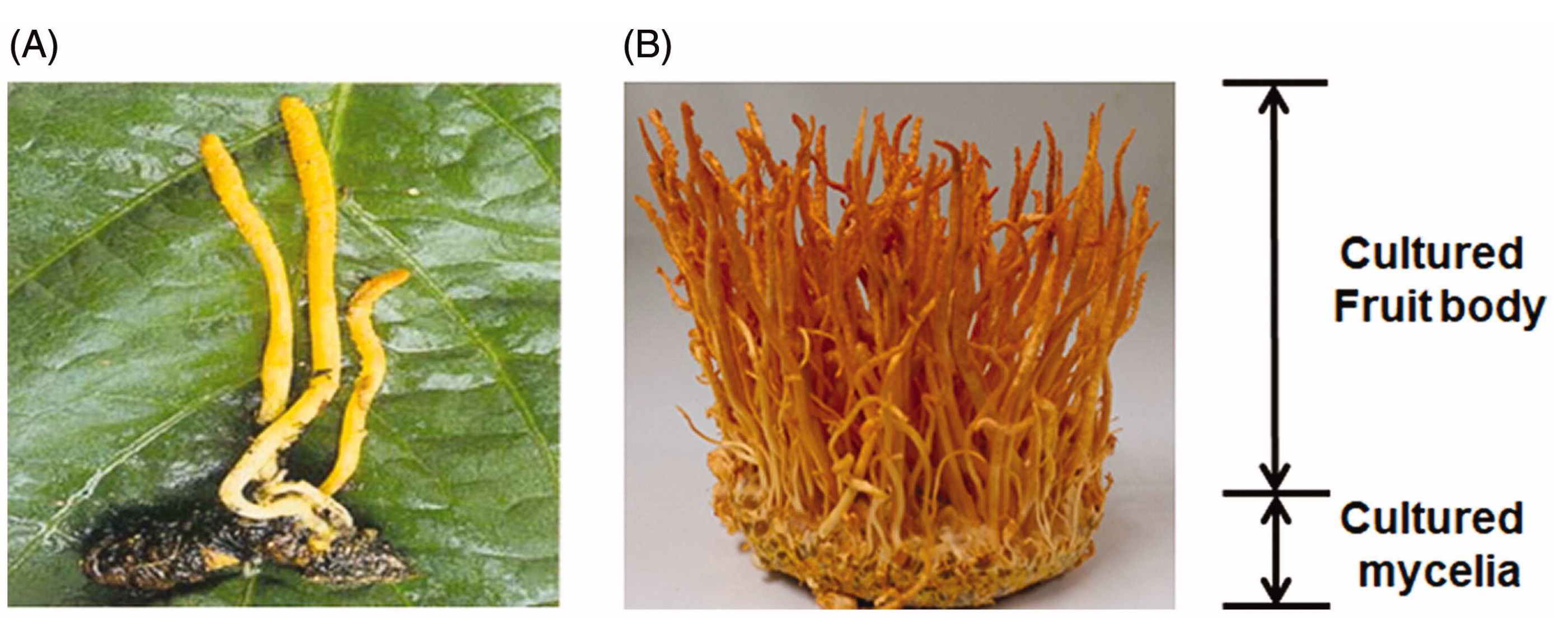 Applsci 14 04610 g001