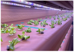 Applsci 14 04931 i001