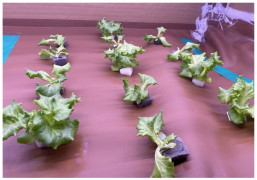 Applsci 14 04931 i002