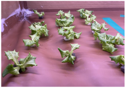 Applsci 14 04931 i003