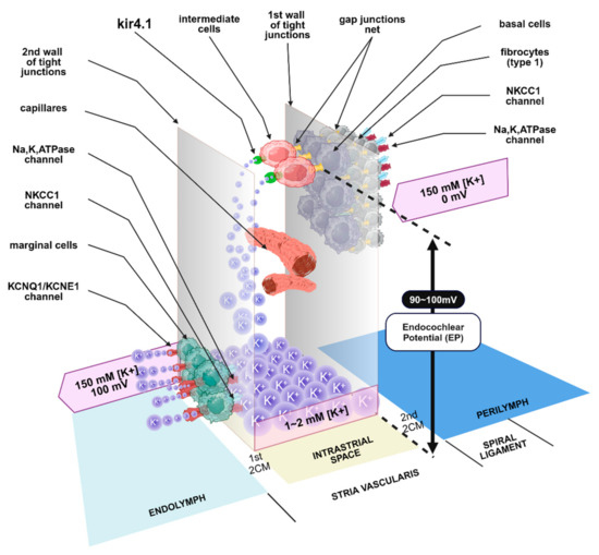 Role of Kir4.1 Channel in Auditory Function: Impact on