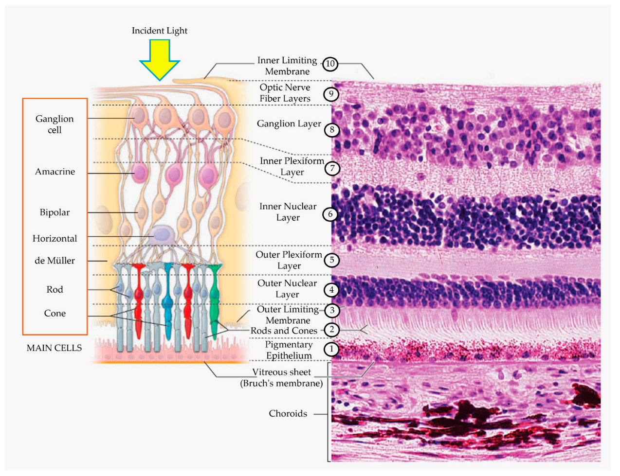 Applsci 14 05011 g001