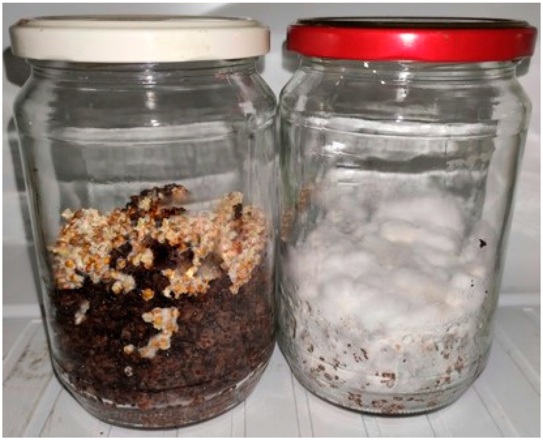 Applsci 14 05066 g001