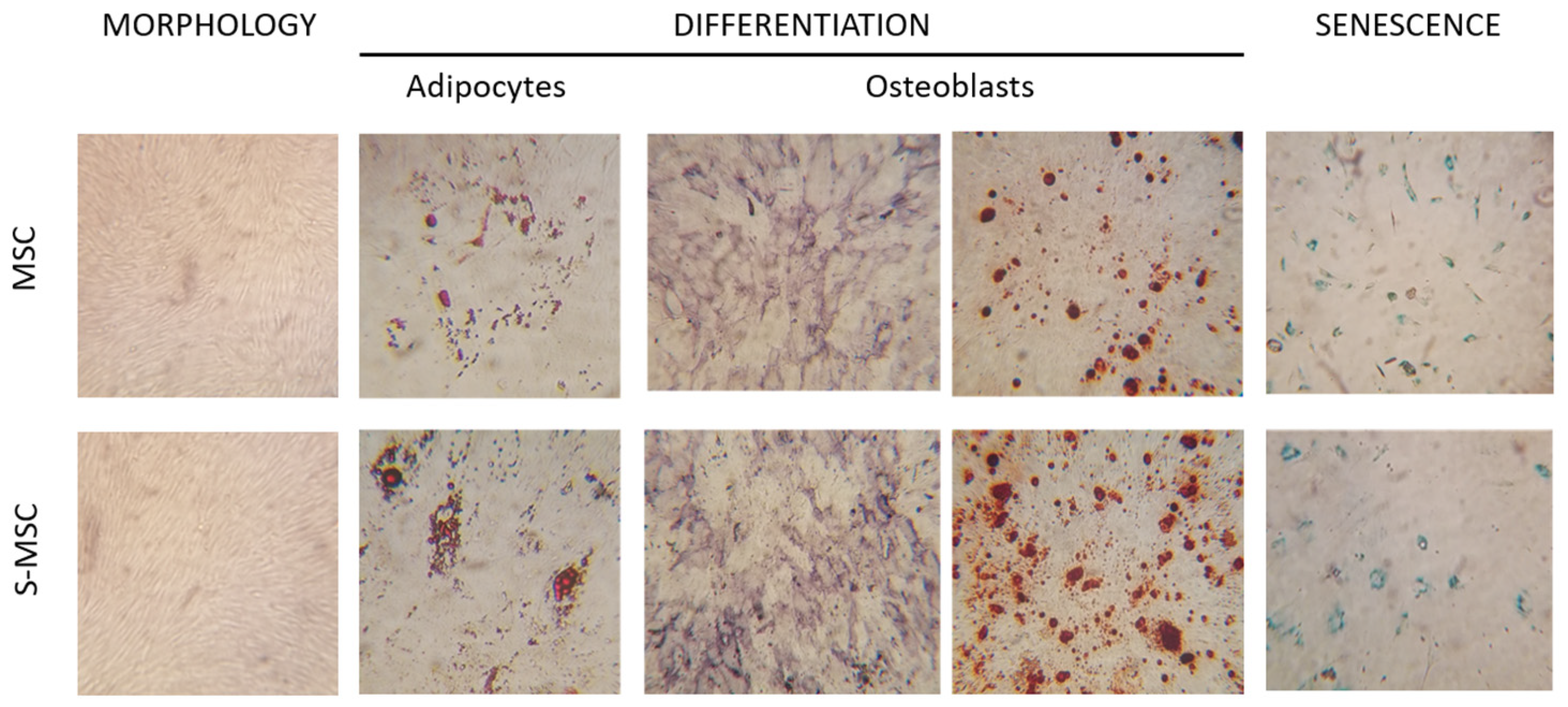 Applsci 14 05821 g001