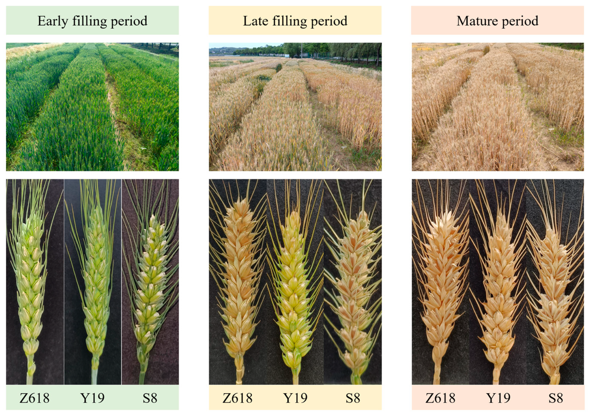 Applsci 14 06031 g002