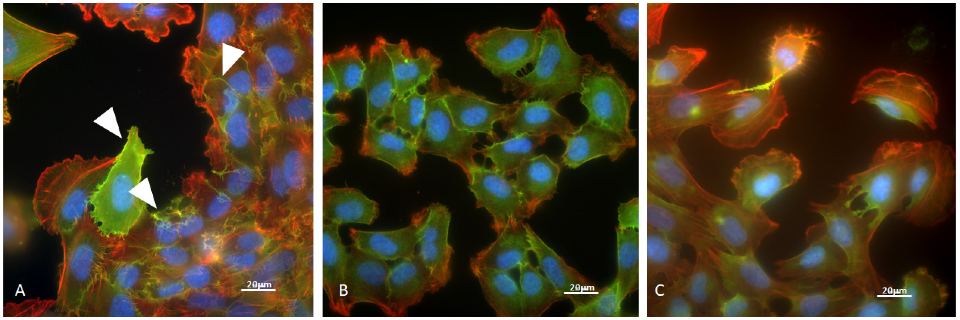 Applsci 14 06498 g009