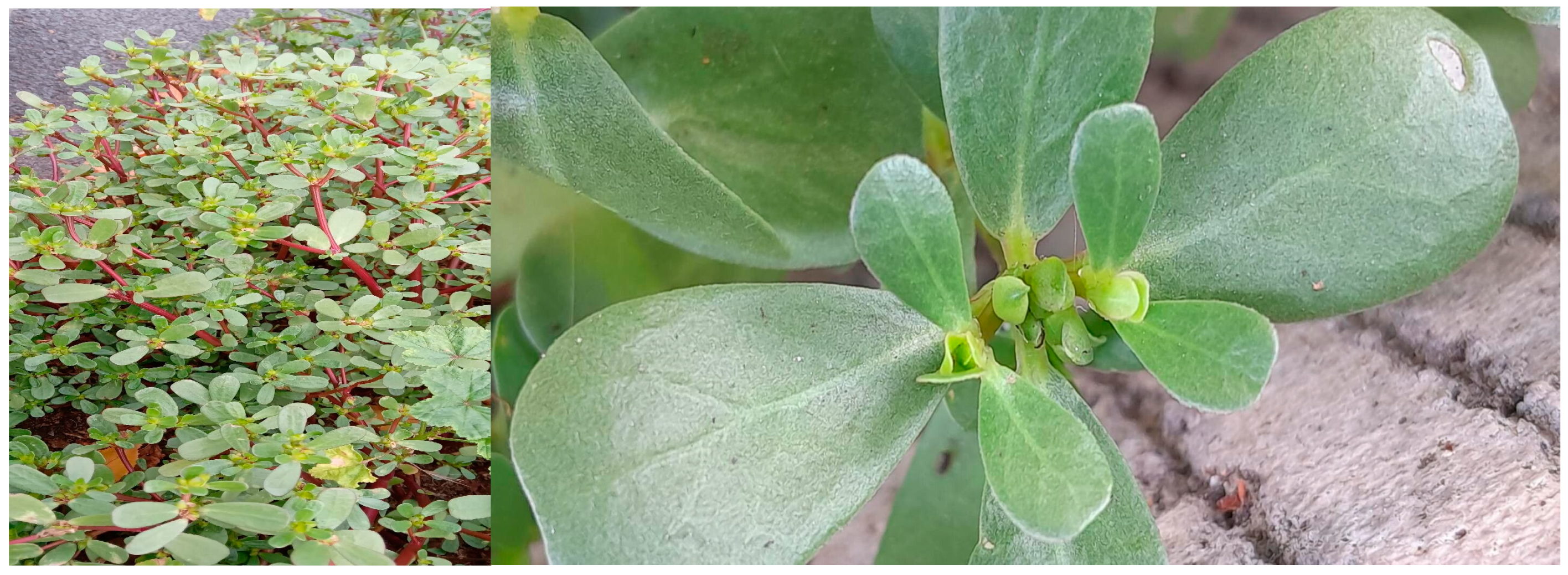 Applsci 14 06525 g001