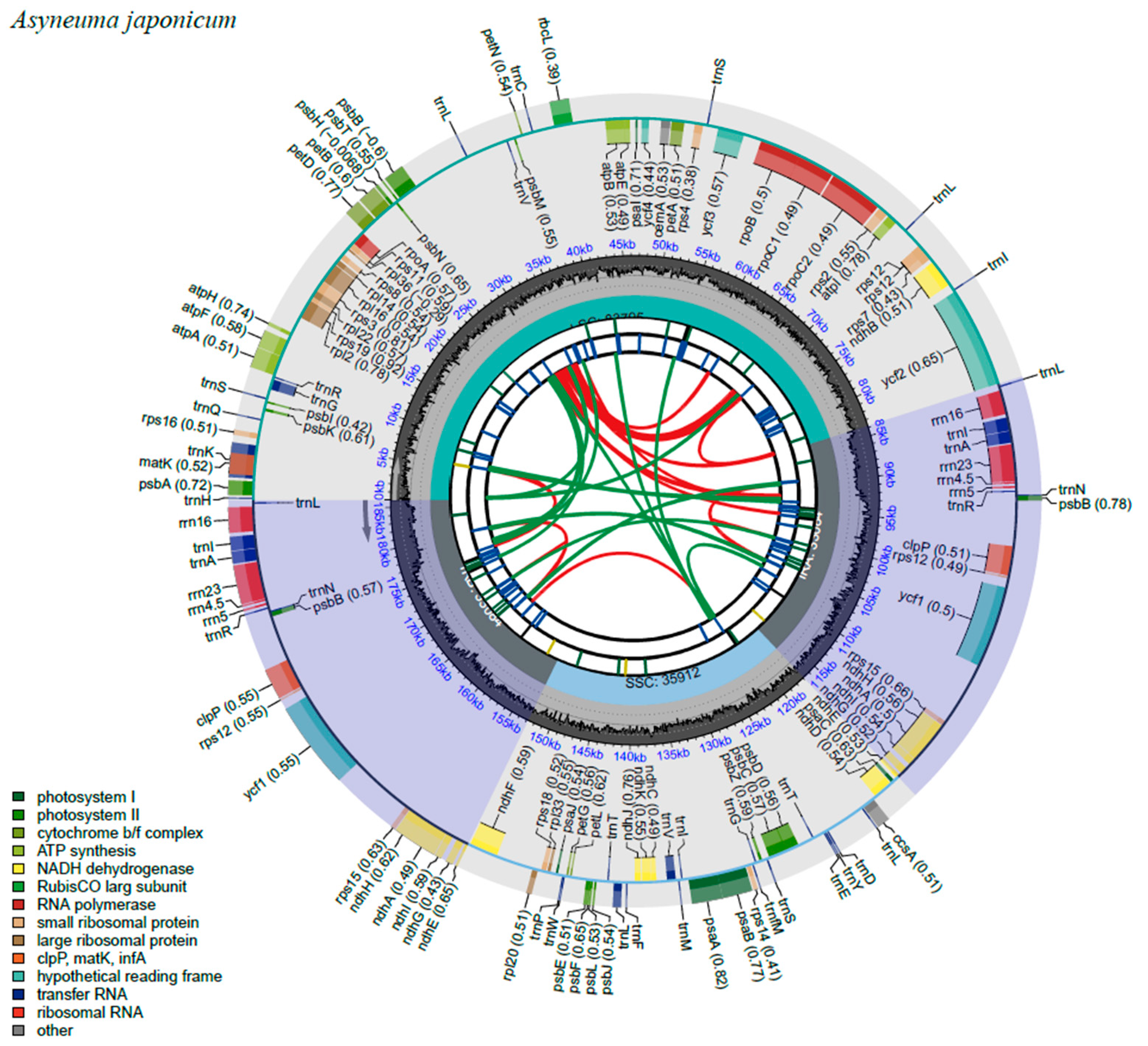 Plastome Evolution of Asyneuma japonicum: Insights into Structural