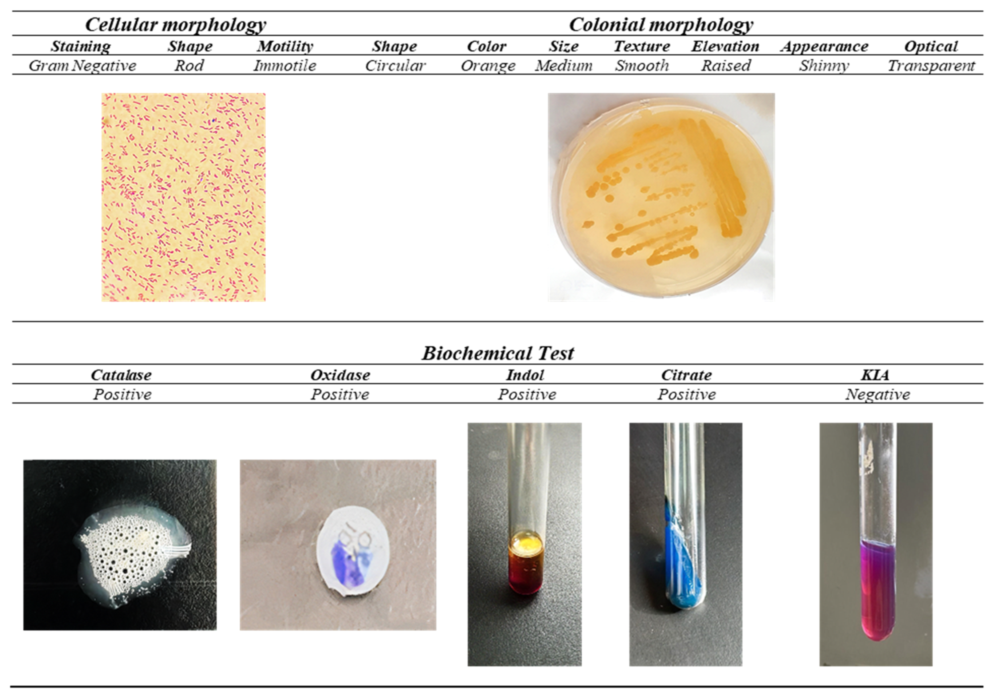 Applsci 14 06681 g001