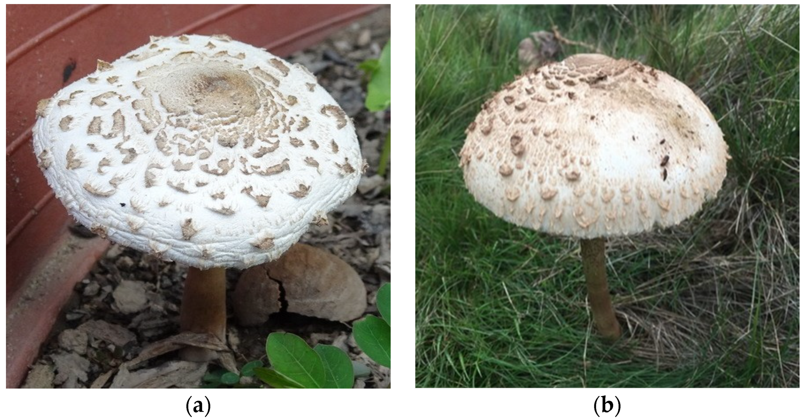 Applsci 14 06794 g001