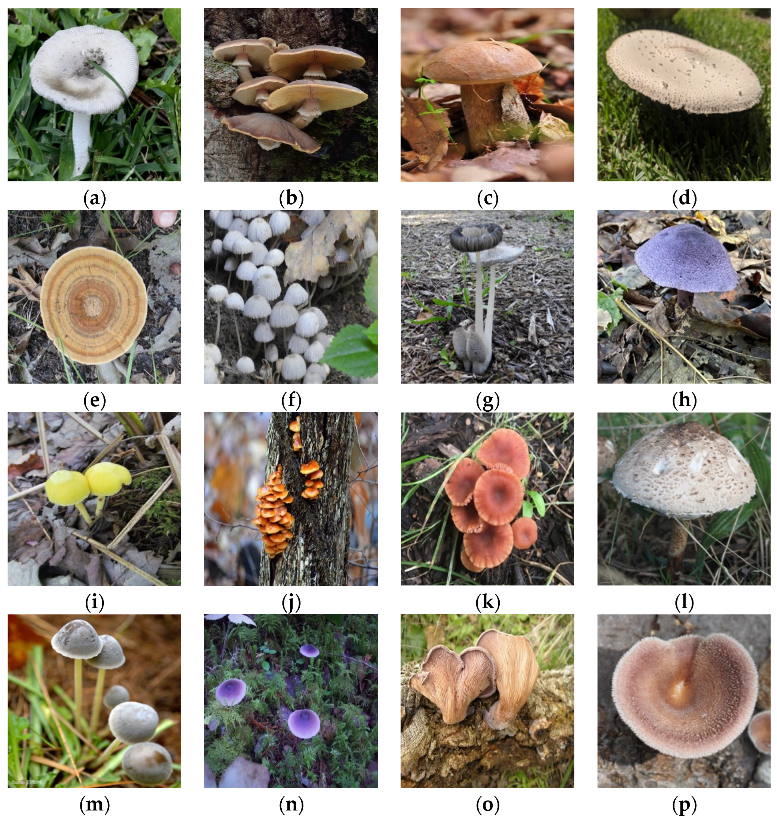 Applsci 14 06794 g002a