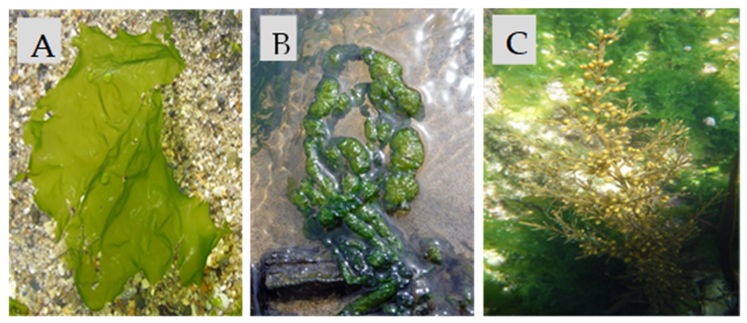 Applsci 14 07069 g001 Applsci 14 07069 g001