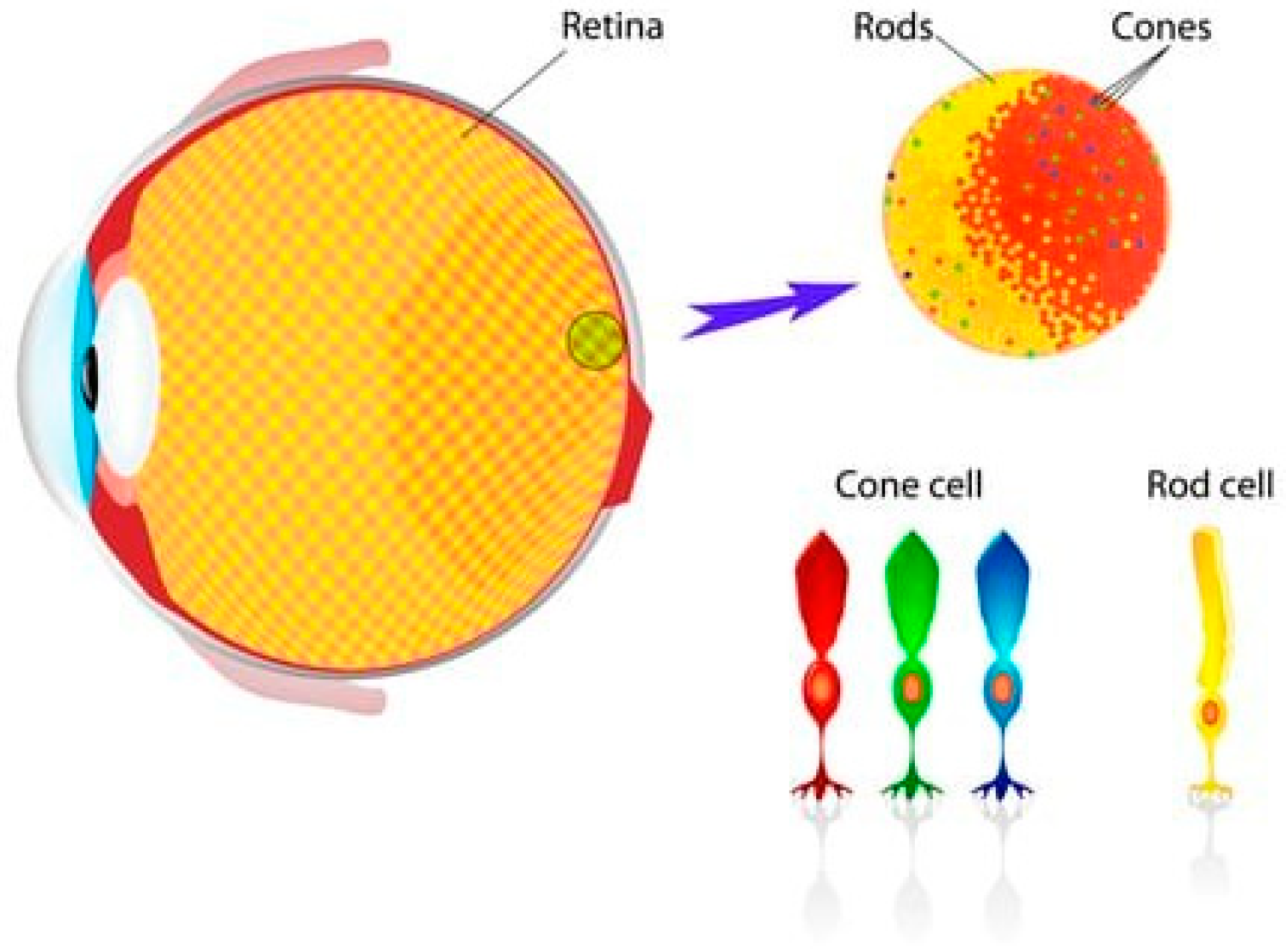 Applsci 14 07579 g001