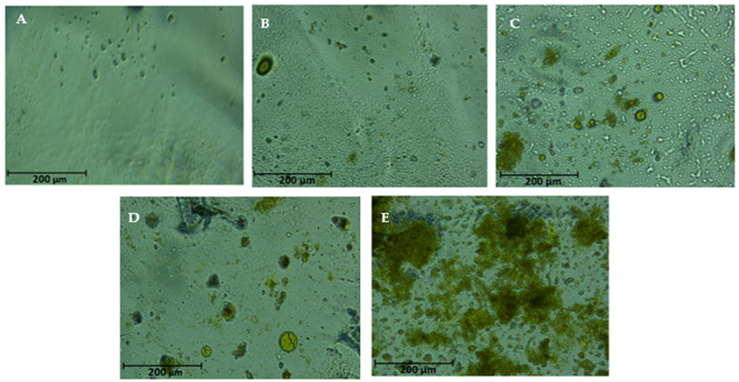 Applsci 14 07634 g005