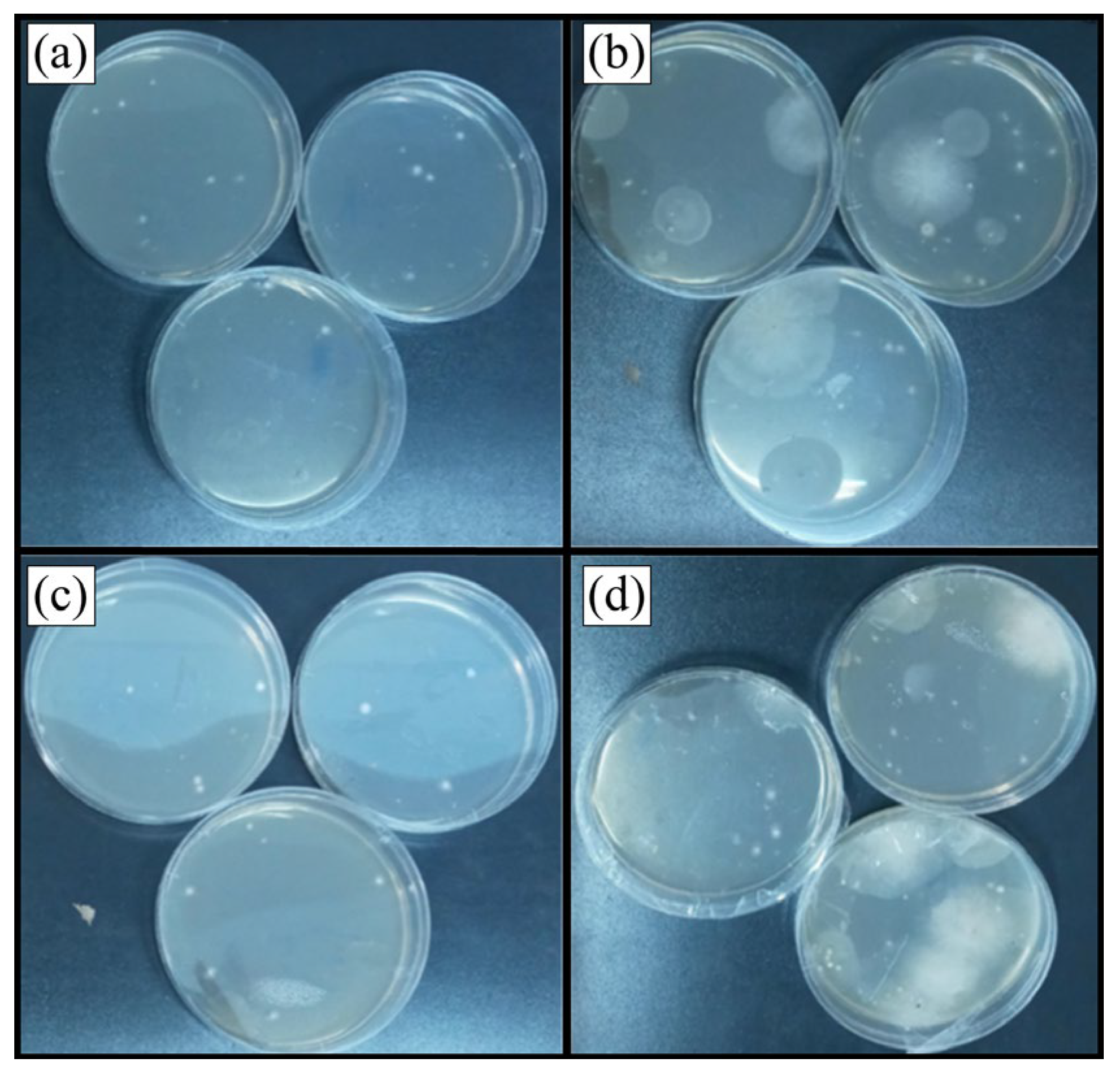 Applsci 14 08136 g010 Applsci 14 08136 g010