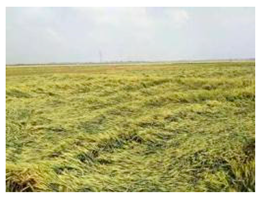 Applsci 14 08350 i005