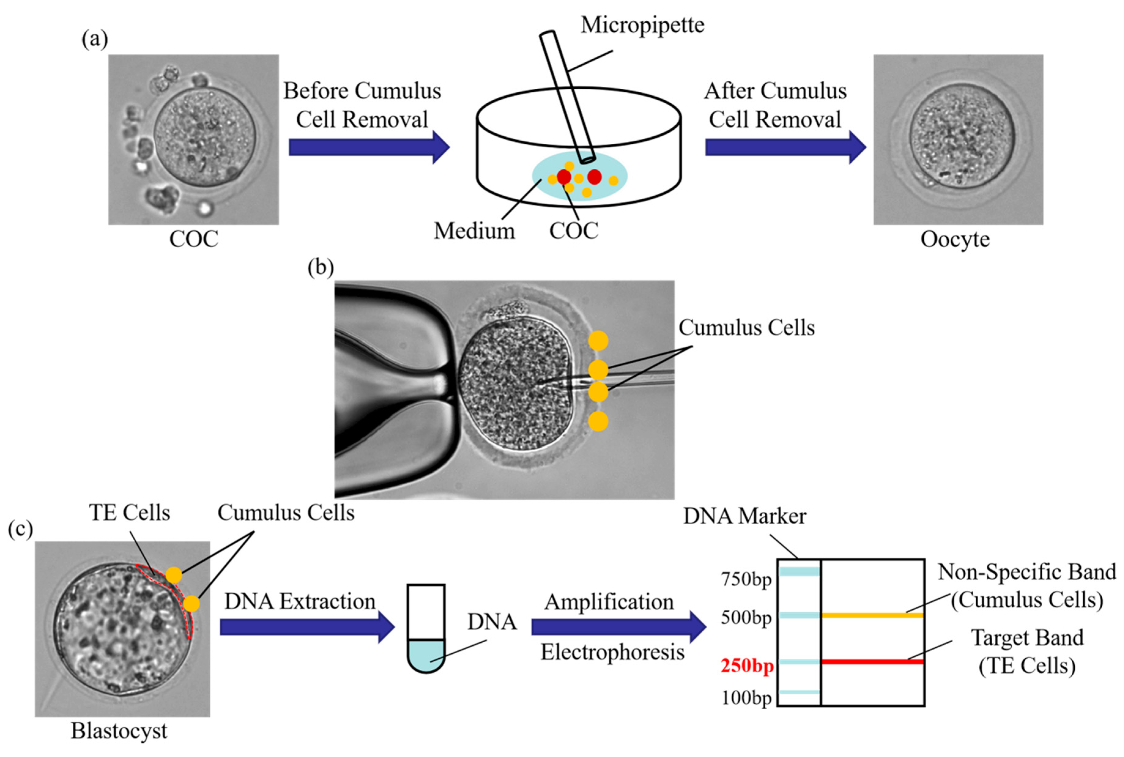 Applsci 14 08450 g001