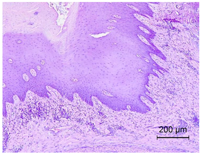 Applsci 14 08637 i002