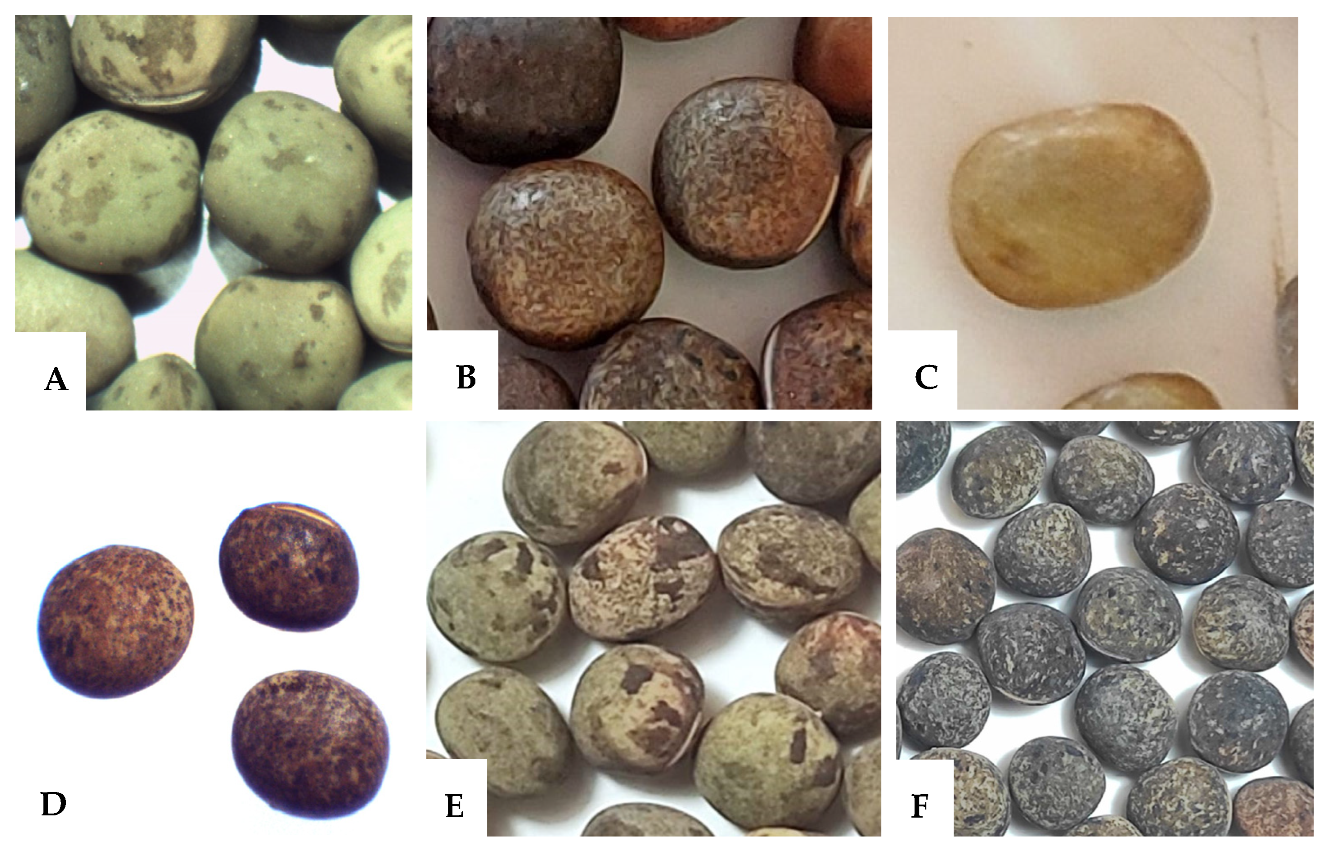Phenotypic, Genetic, and Metabolite Variability among