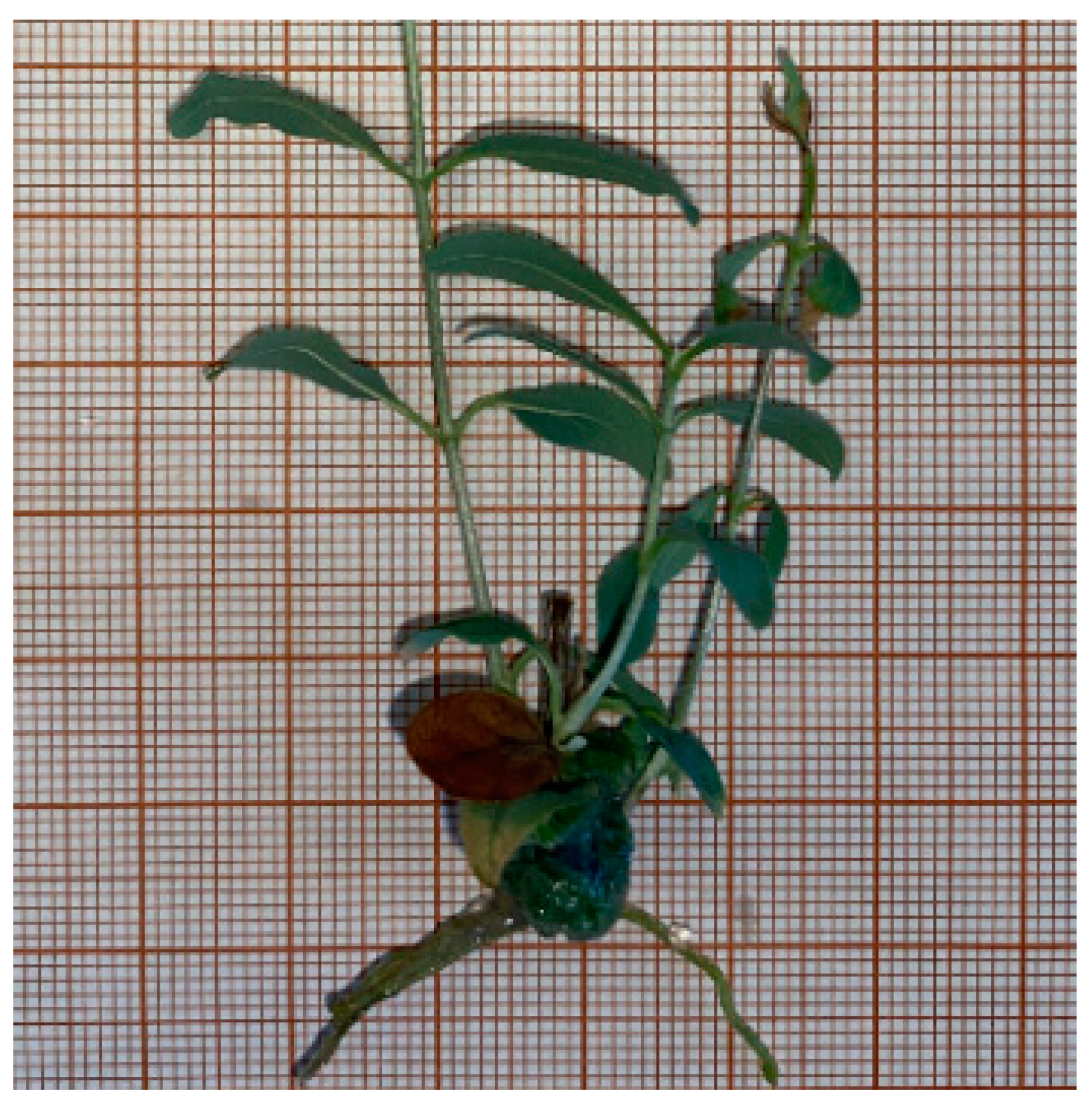 Applsci 14 09452 g003 Applsci 14 09452 g003