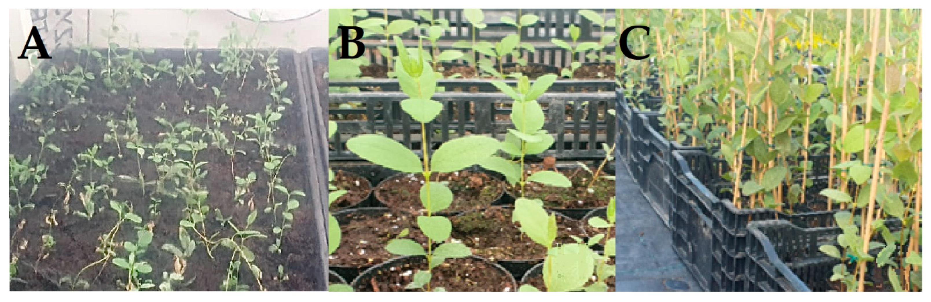 Applsci 14 09452 g004 Applsci 14 09452 g004