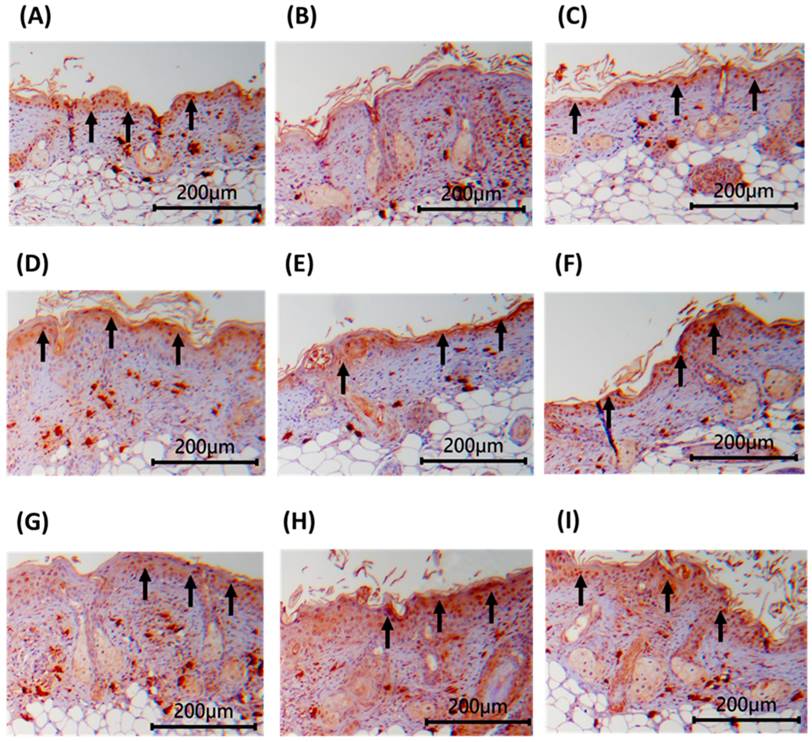 Applsci 14 09497 g007