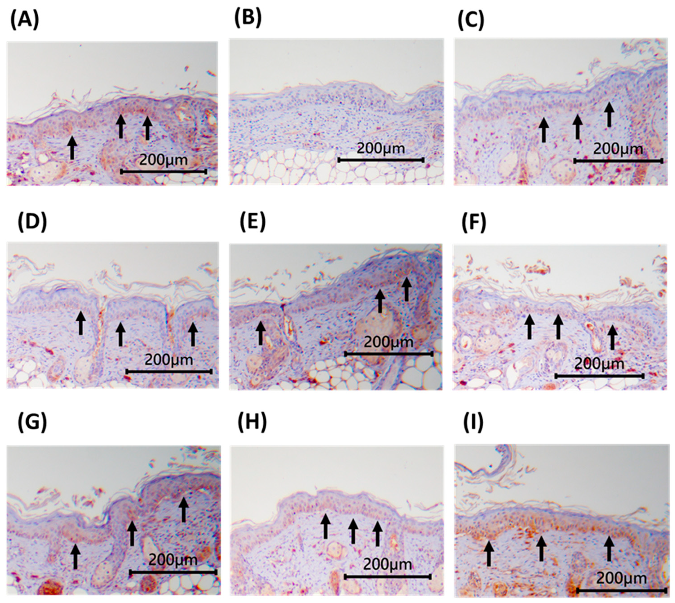 Applsci 14 09497 g008