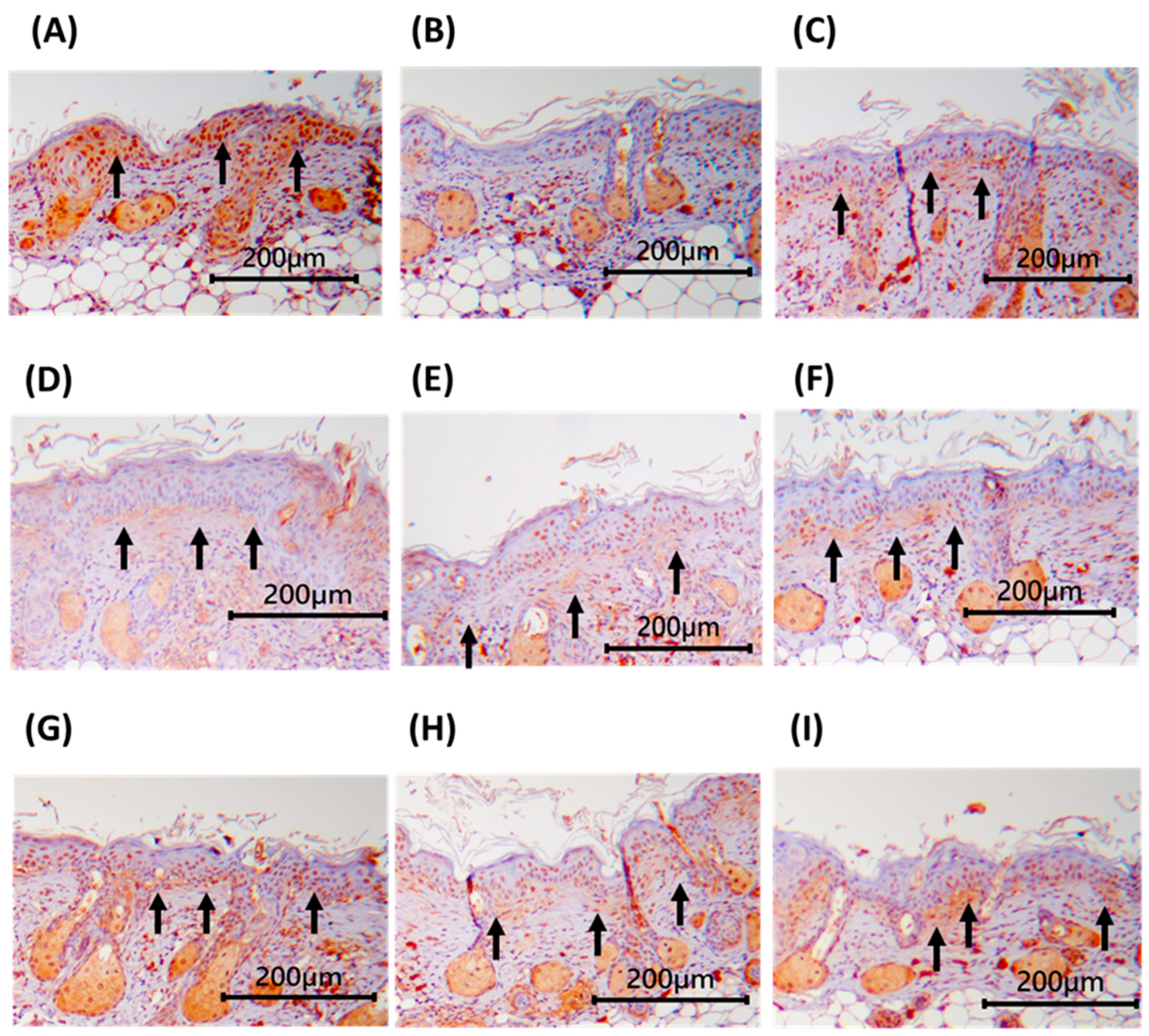 Applsci 14 09497 g009