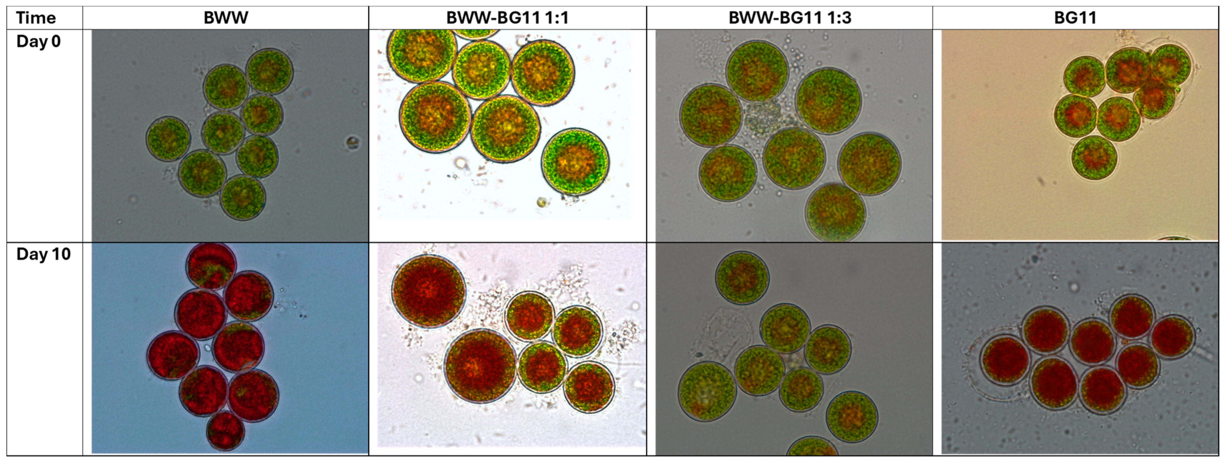 Applsci 14 09704 g004 Applsci 14 09704 g004