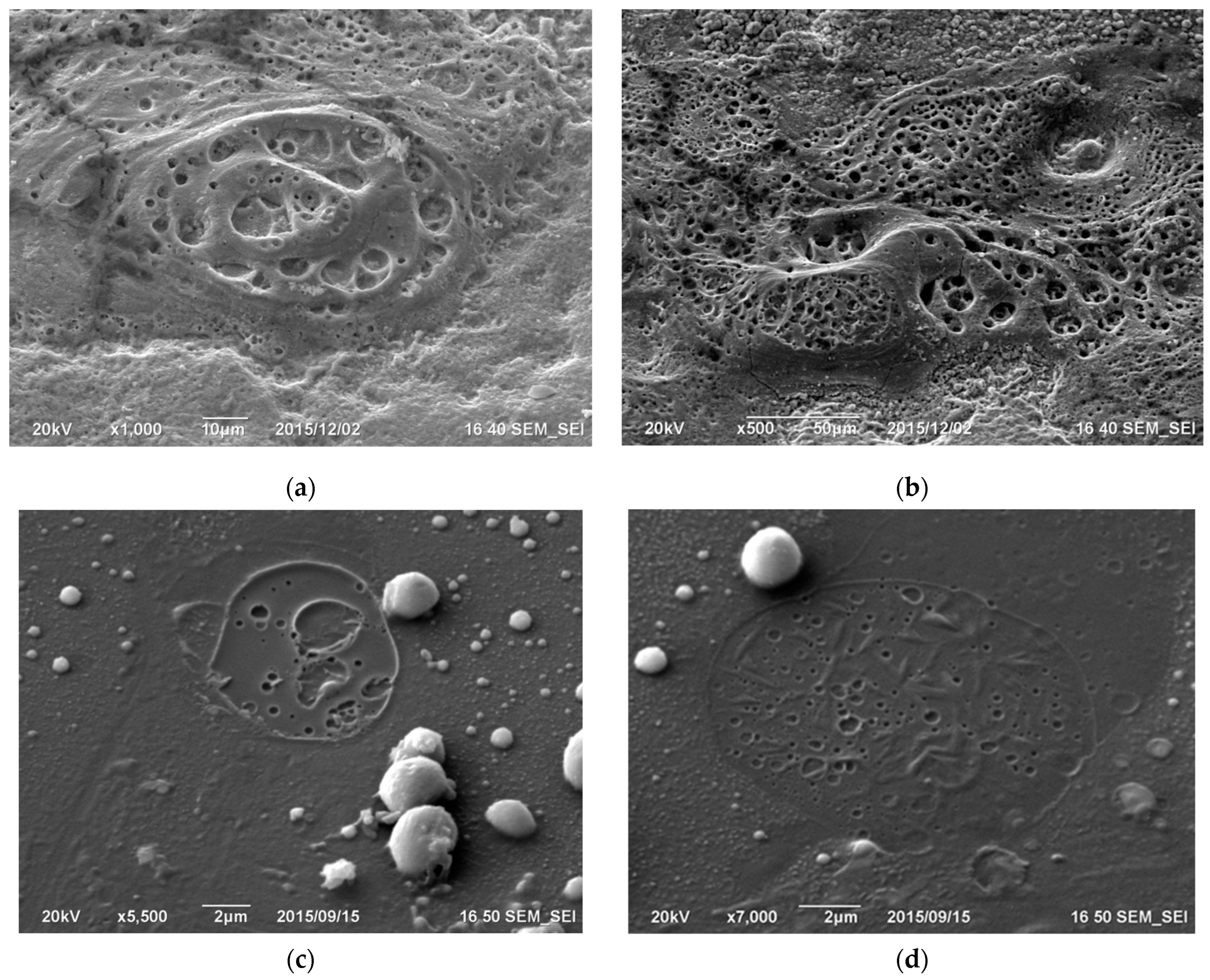 Applsci 14 09774 g017