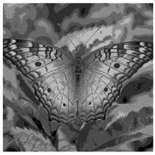 Applsci 14 09785 i015