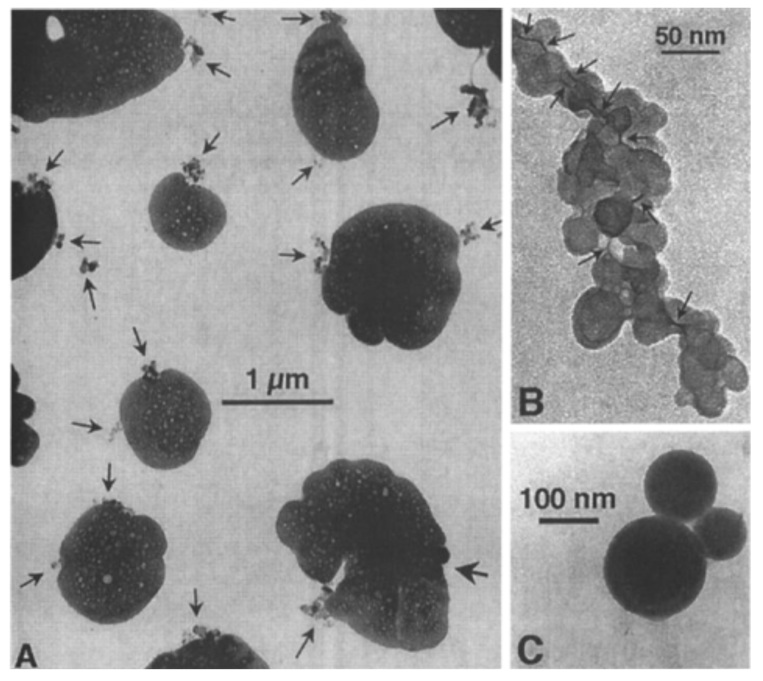 Applsci 14 09825 g002