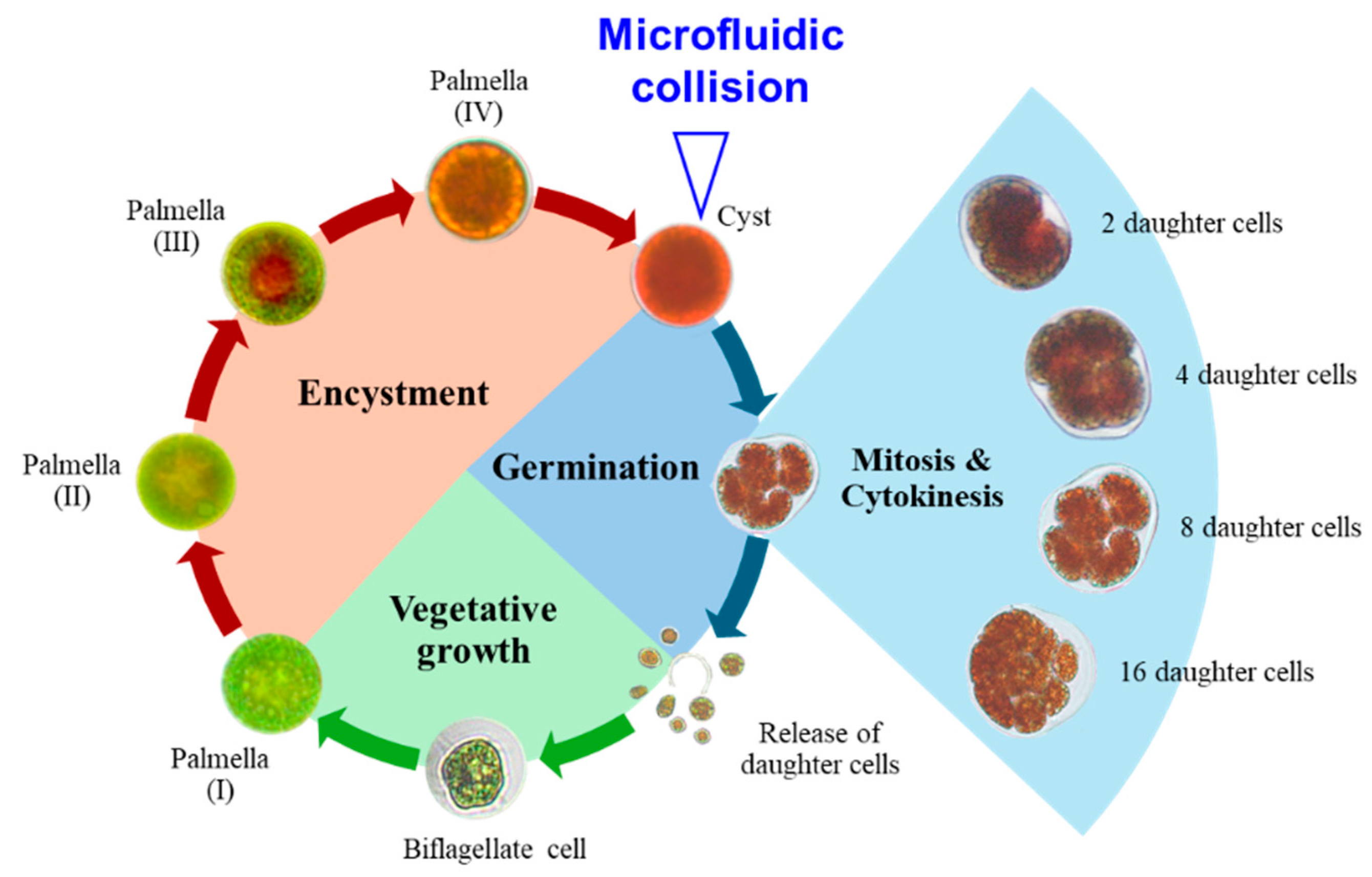 Applsci 14 10434 g002