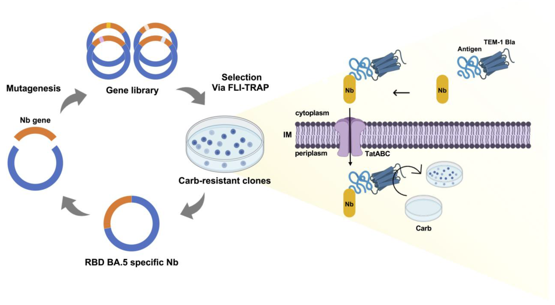 Applsci 14 10548 g001
