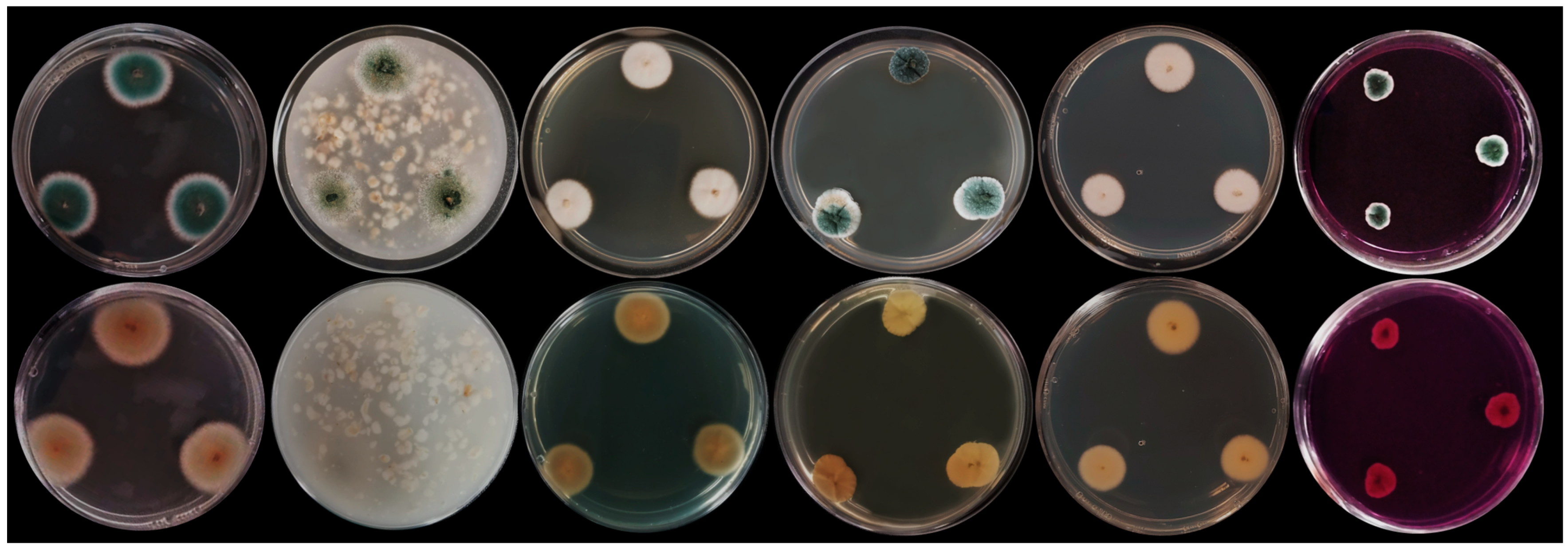 Applsci 14 10600 g002