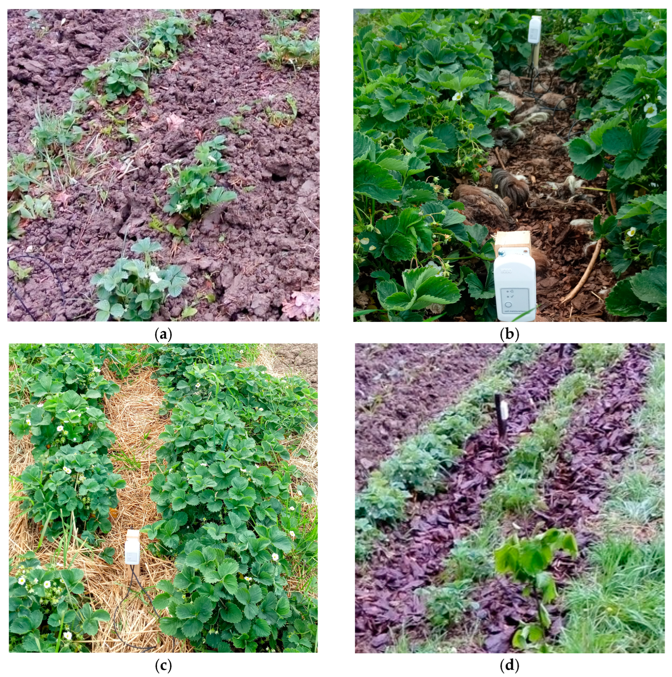 Applsci 14 10884 g001